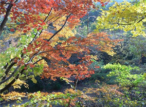 ぶな清水